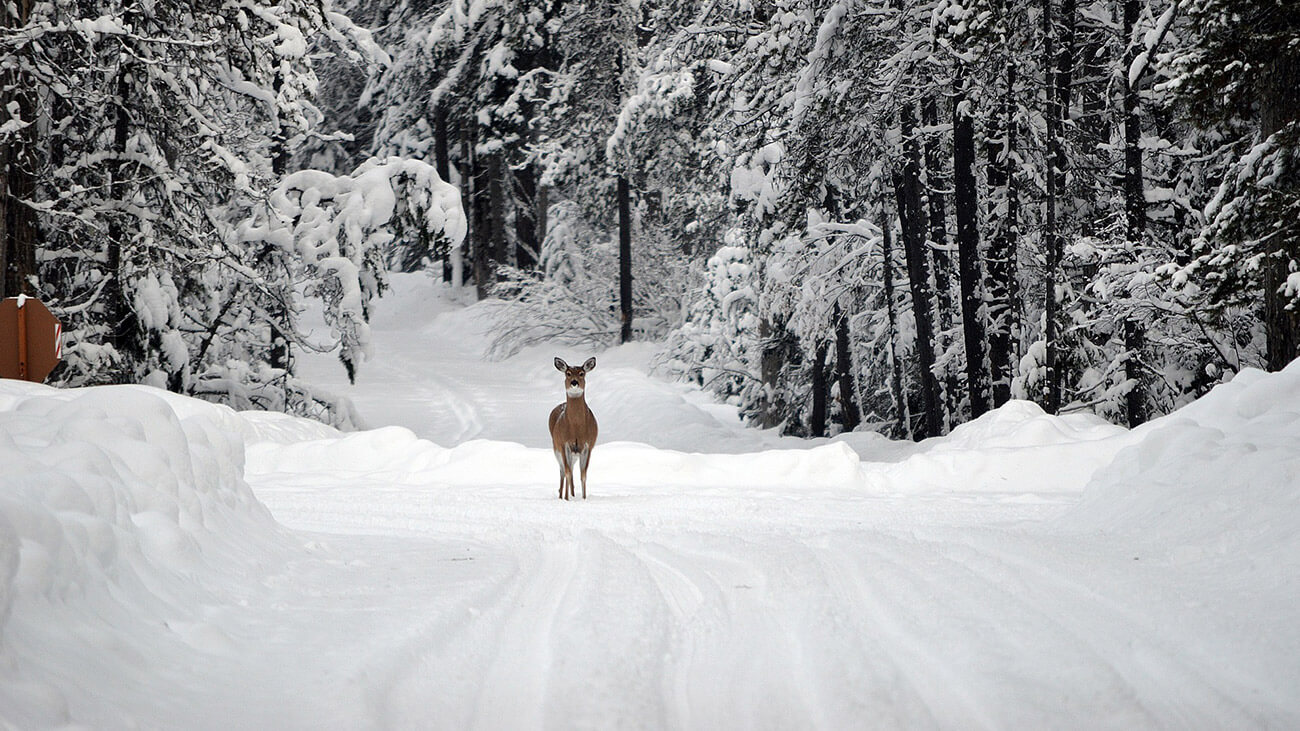 Stret so zverou zadarmo